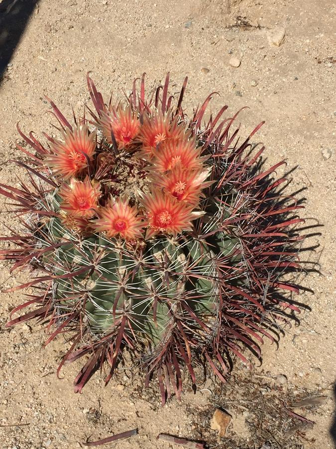トウェンティナイン・パームズ Cactus Adobeヴィラ エクステリア 写真