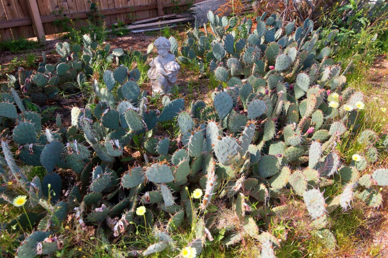 トウェンティナイン・パームズ Cactus Adobeヴィラ エクステリア 写真